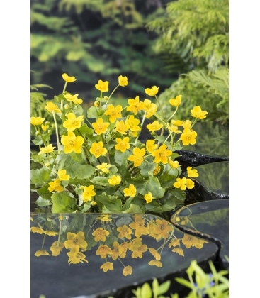 Caltha