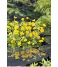 Caltha