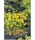 Caltha