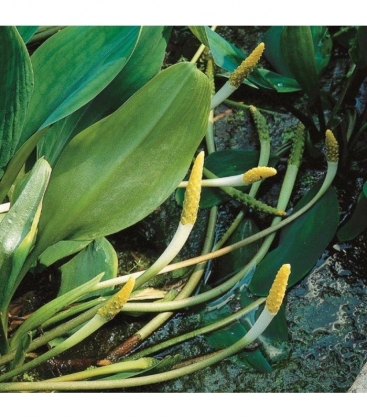 Orontium