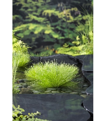 Scirpus