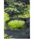 Scirpus
