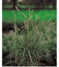 Carex