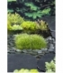 Scirpus