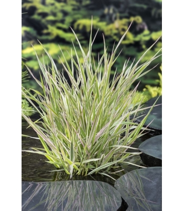 Phalaris