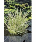 Phalaris