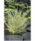 Phalaris