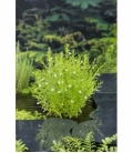Gratiola