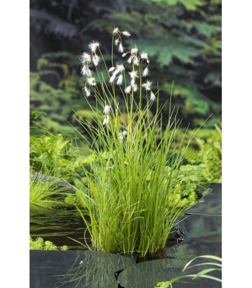 Eriophorum