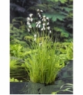 Eriophorum