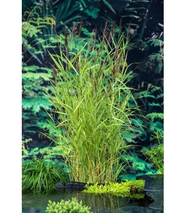 Phragmites