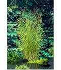 Phragmites