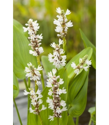 Pontederia