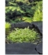 Rotala