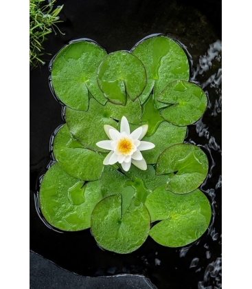 Nymphaea