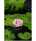 Nymphaea