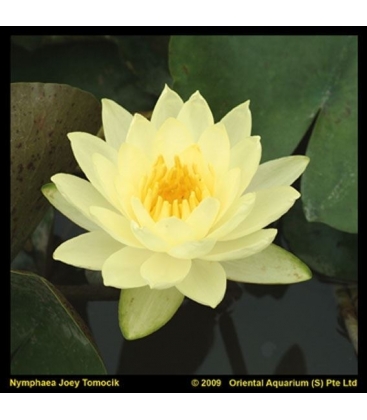 Nymphaea