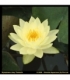 Nymphaea