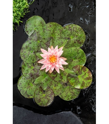 Nymphaea