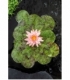 Nymphaea