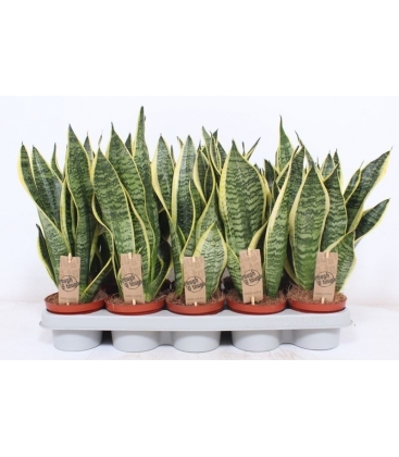 Sansevieria