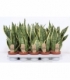 Sansevieria