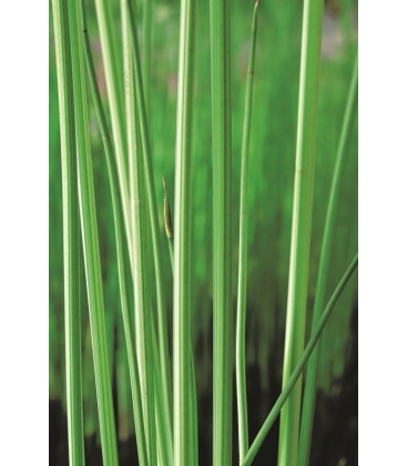 Scirpus