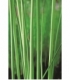 Scirpus