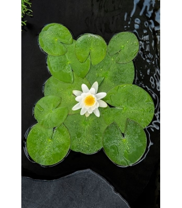 Nymphaea