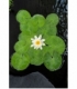 Nymphaea