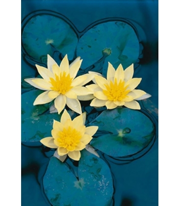 Nymphaea