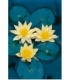 Nymphaea