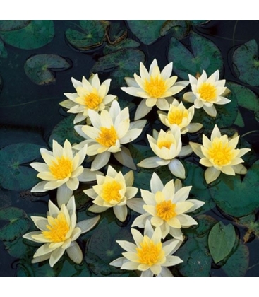 Nymphaea