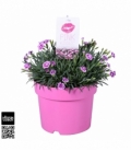 Dianthus