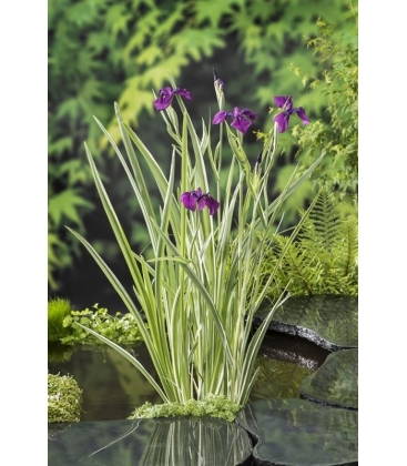 Iris