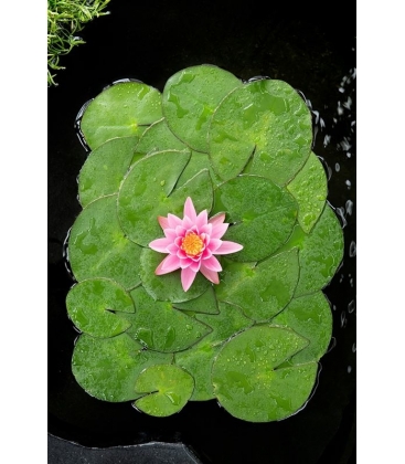 Nymphaea
