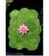 Nymphaea