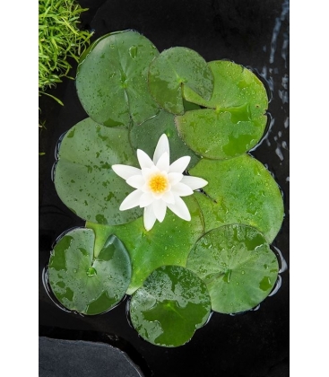 Nymphaea
