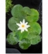 Nymphaea