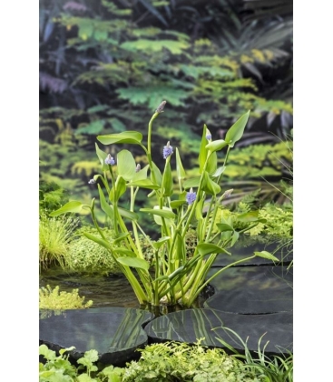 Pontederia