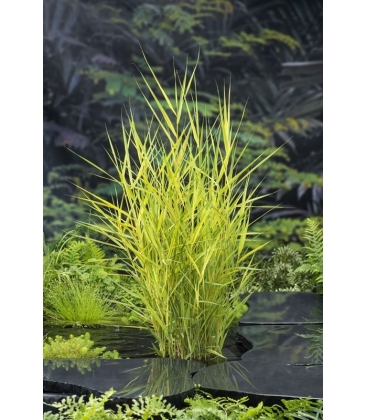 Phragmites