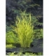 Phragmites