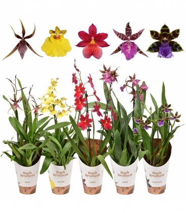 Orchids