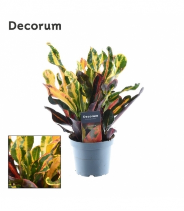 Croton