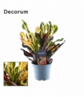Croton