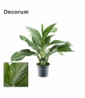 Aglaonema
