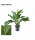 Aglaonema