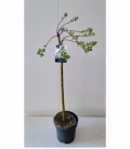 Salix