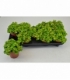 Fittonia