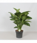 Dieffenbachia